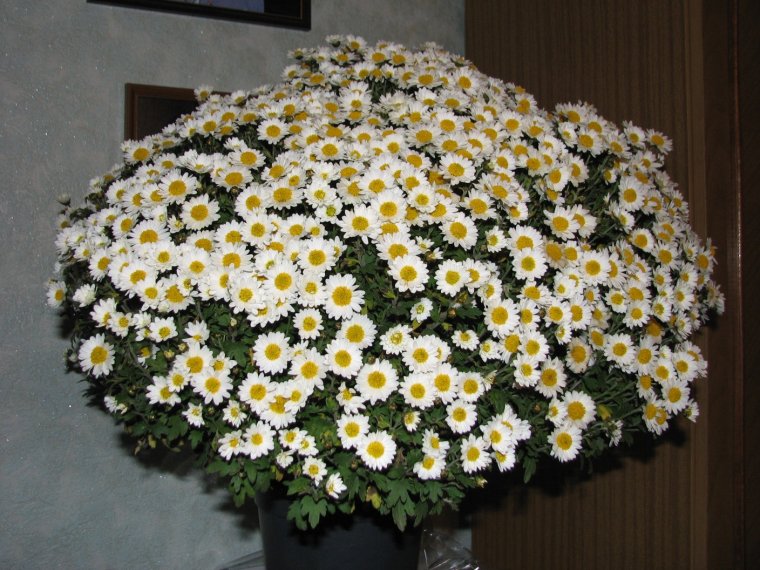 Ромашковый букет хризантем
