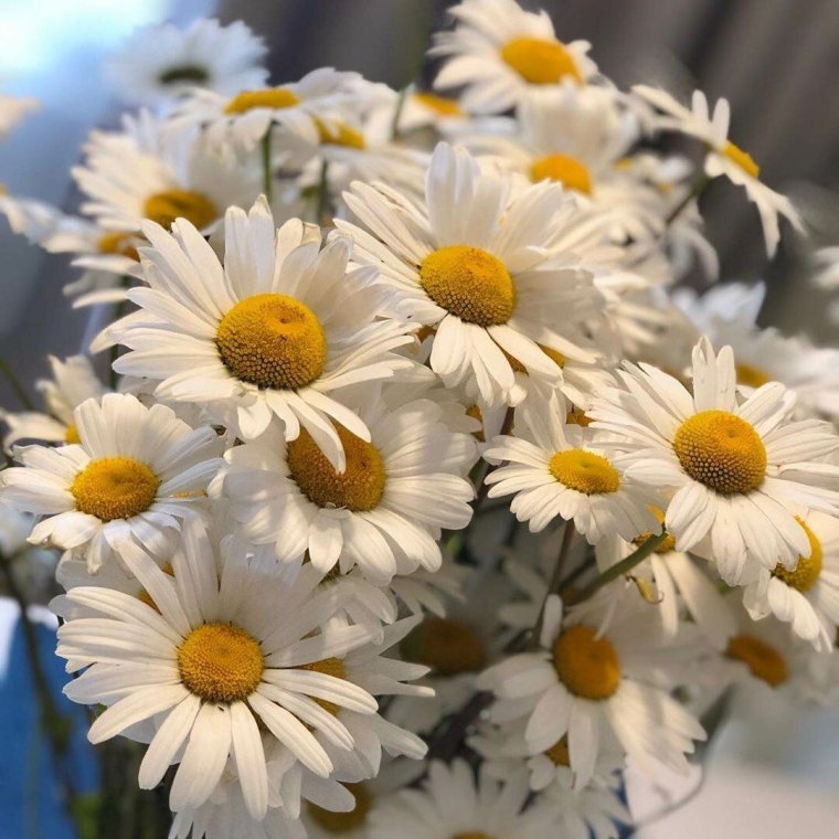 Ромашковидная Хризантема