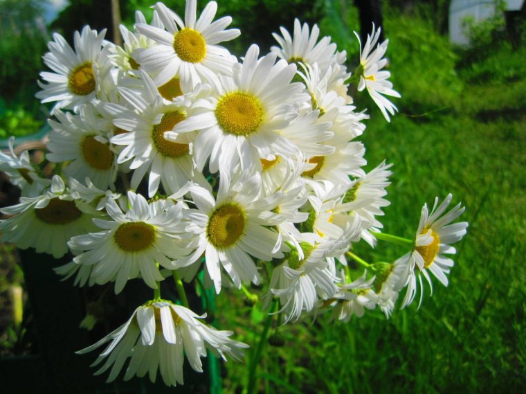 Большой букет ромашек