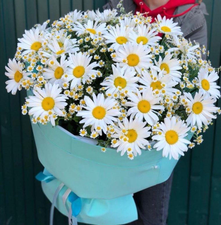 Красивые ромашки