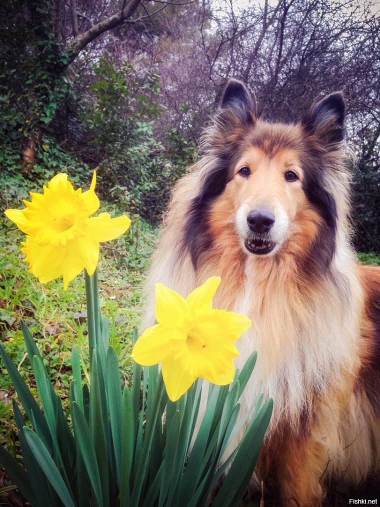 Колли сериал