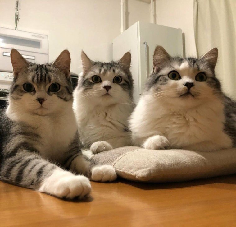 Картинки для поднятия настроения