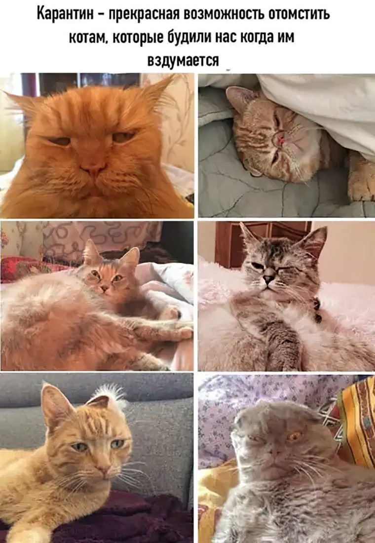 Мемы про котов