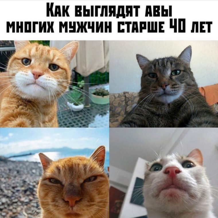 Прикольные мемы с котом