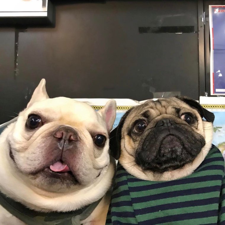 Смешные картинки с надписями