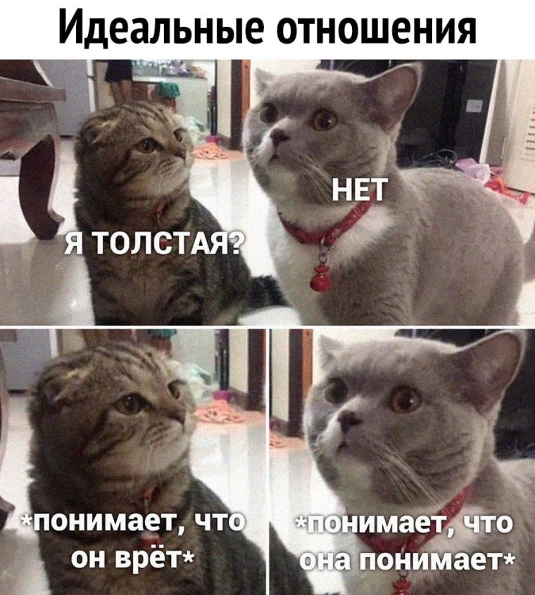 Мемы с котиками