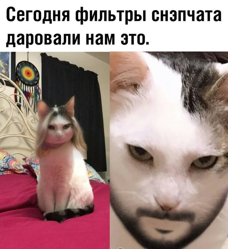Прикольные коты мемы