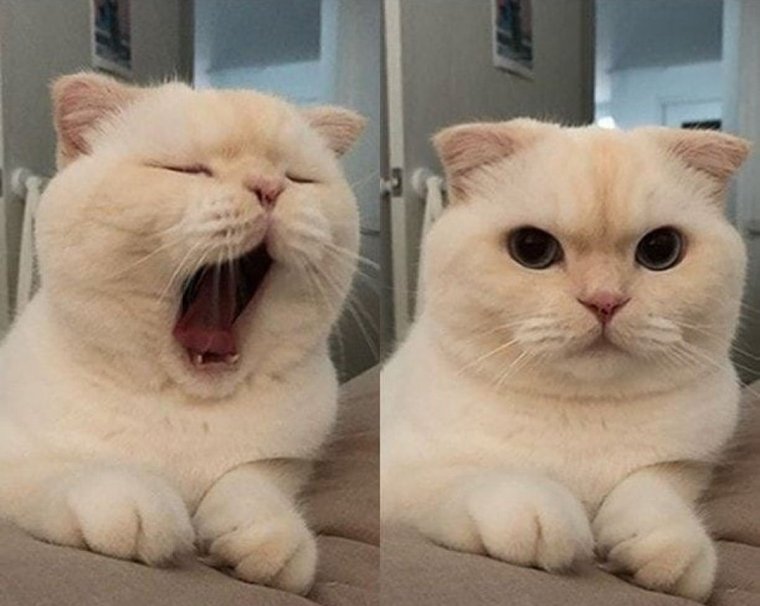 Мемы с животными картинки с надписями