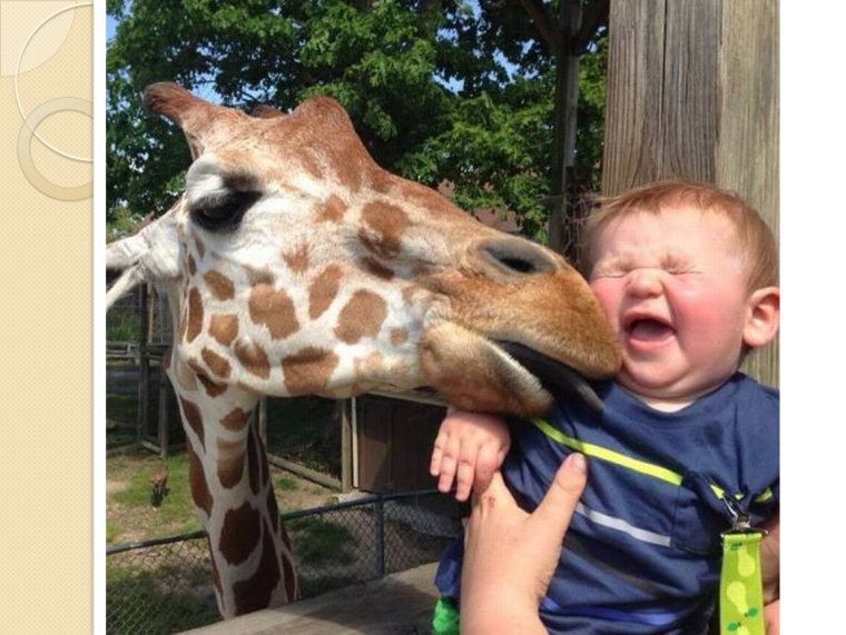 Обезьяна юмор