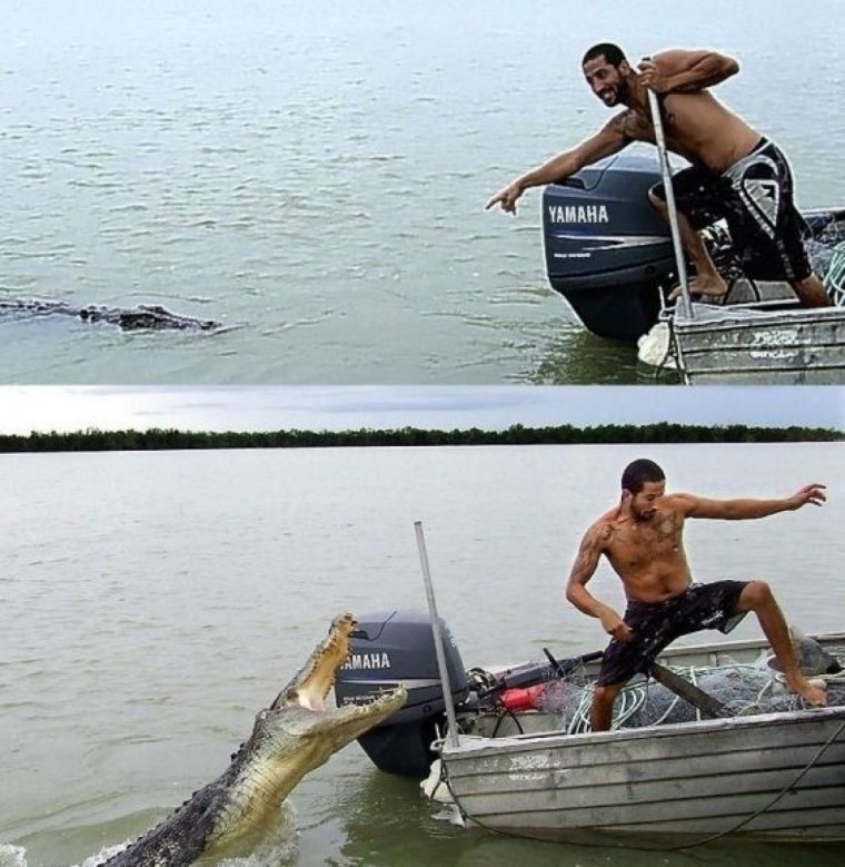 Лама и человек