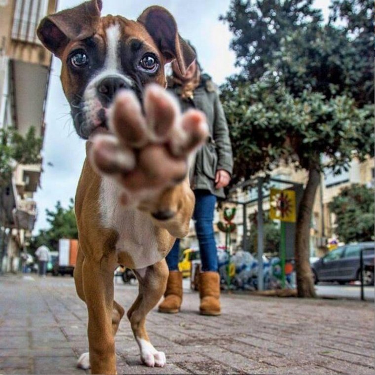 Обезьяна смеется