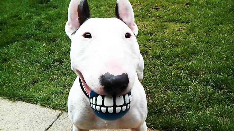 Девушки ржака