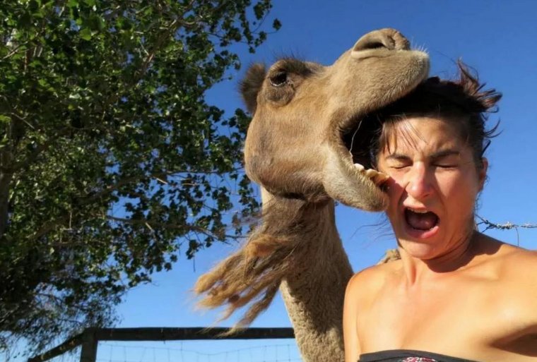 Селфи с верблюдом