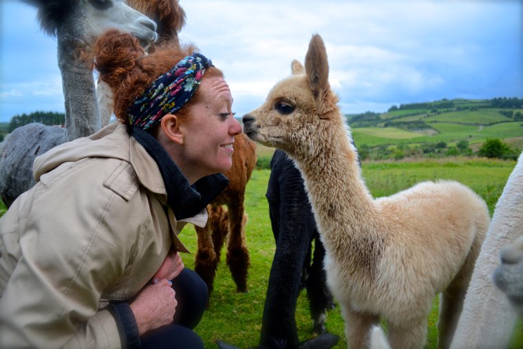 Смешные обезьяны