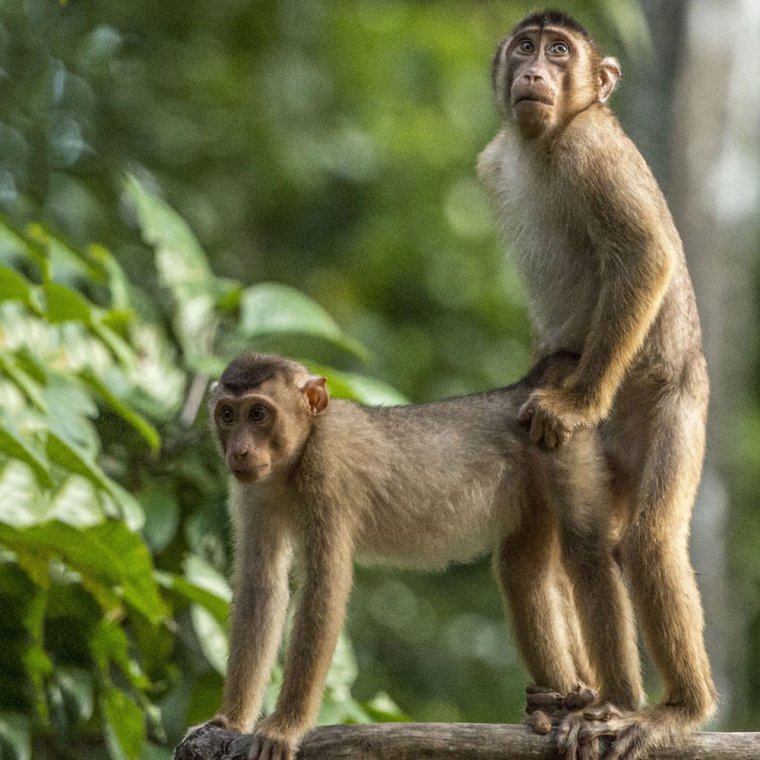 Приколы с собаками