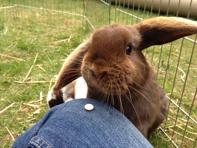 Ванильный кролик