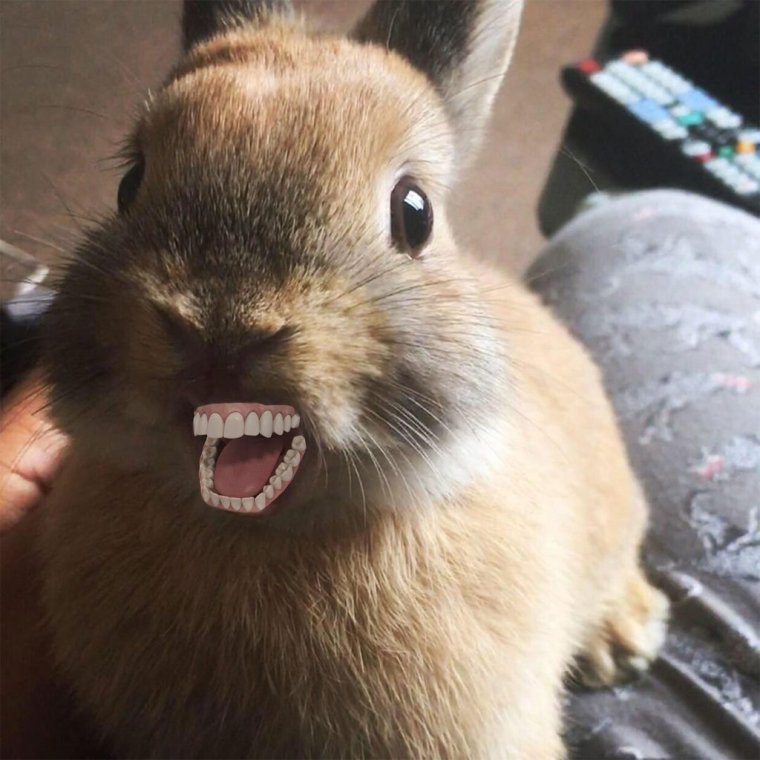 Кролик подмигивает