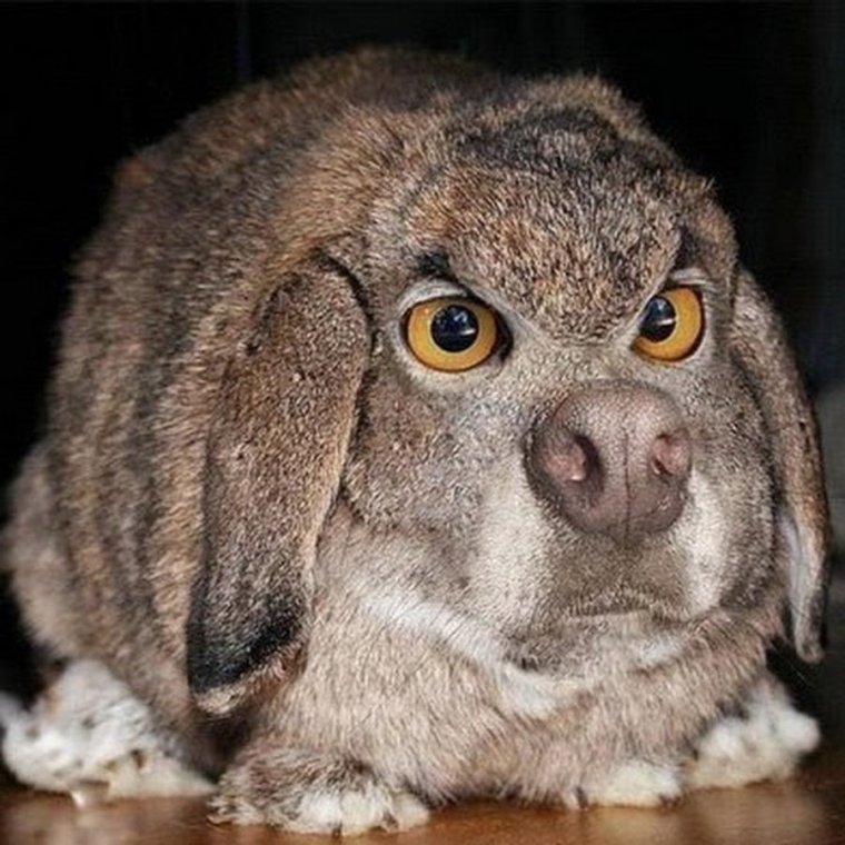 Кролик злится