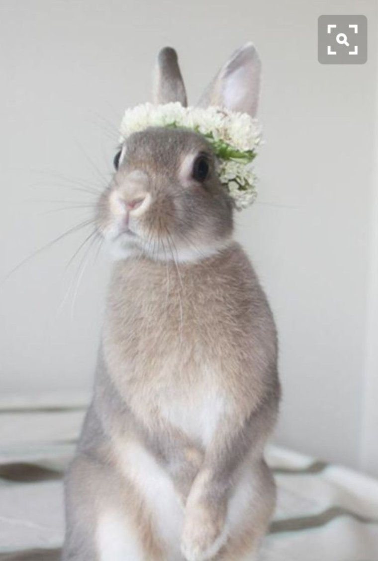 Кролик гиф прикол