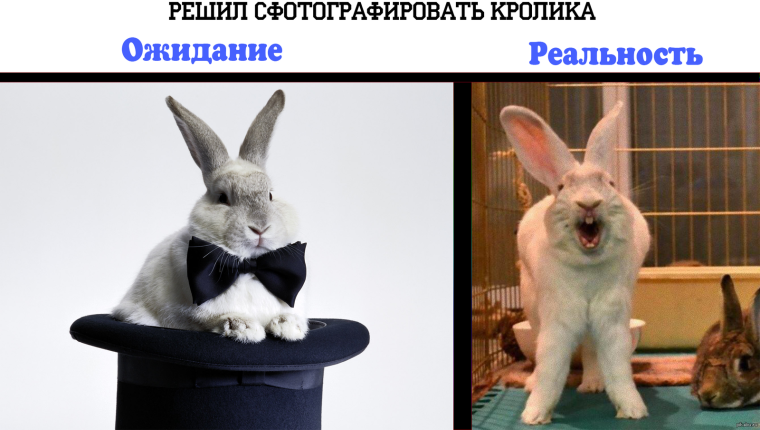 Кролик юмор