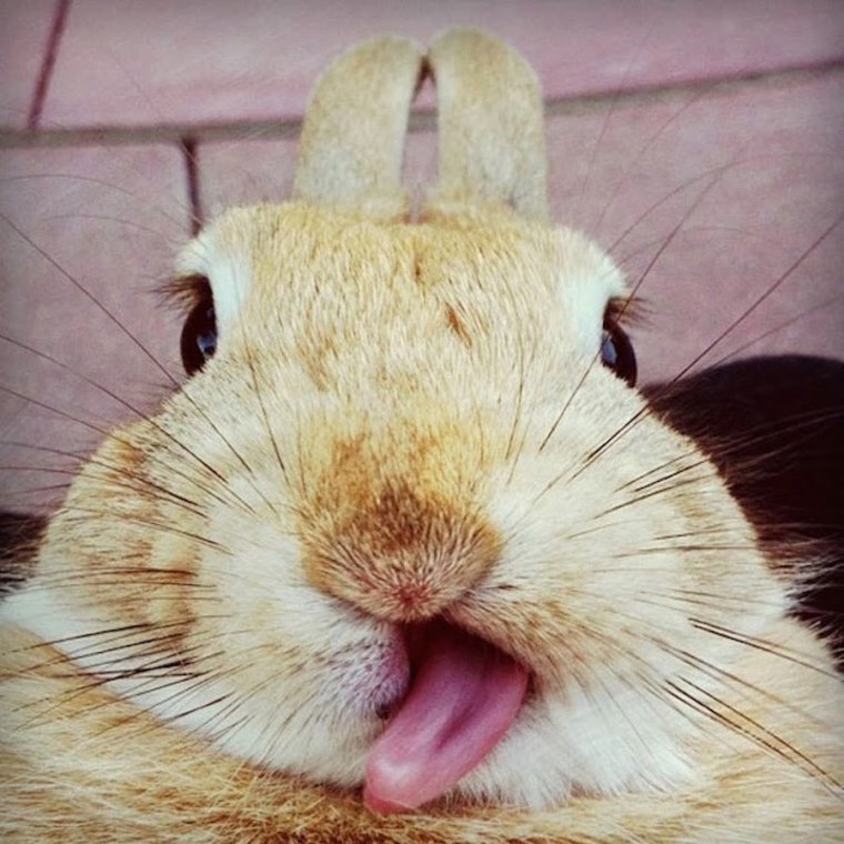 Смешной заяц