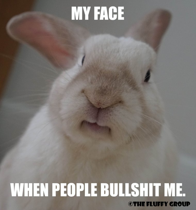 Мемы про кроликов