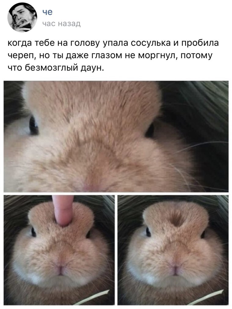 Кролик с блином на голове