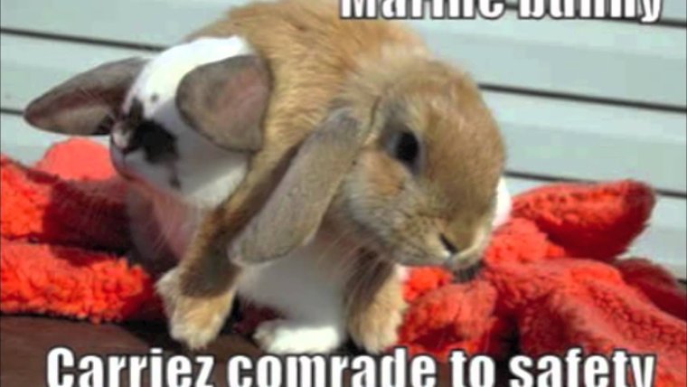 Кролик надпись