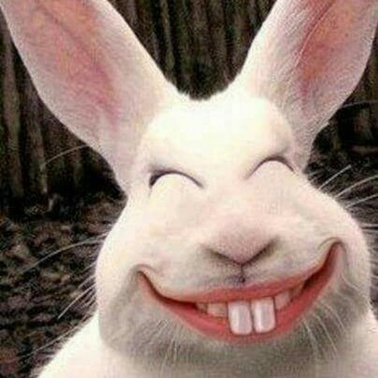 Улыбка зайца