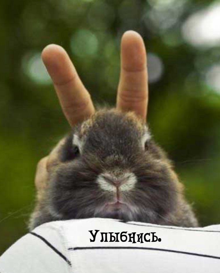 Веселый кролик