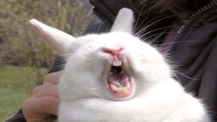 Кролик с мема