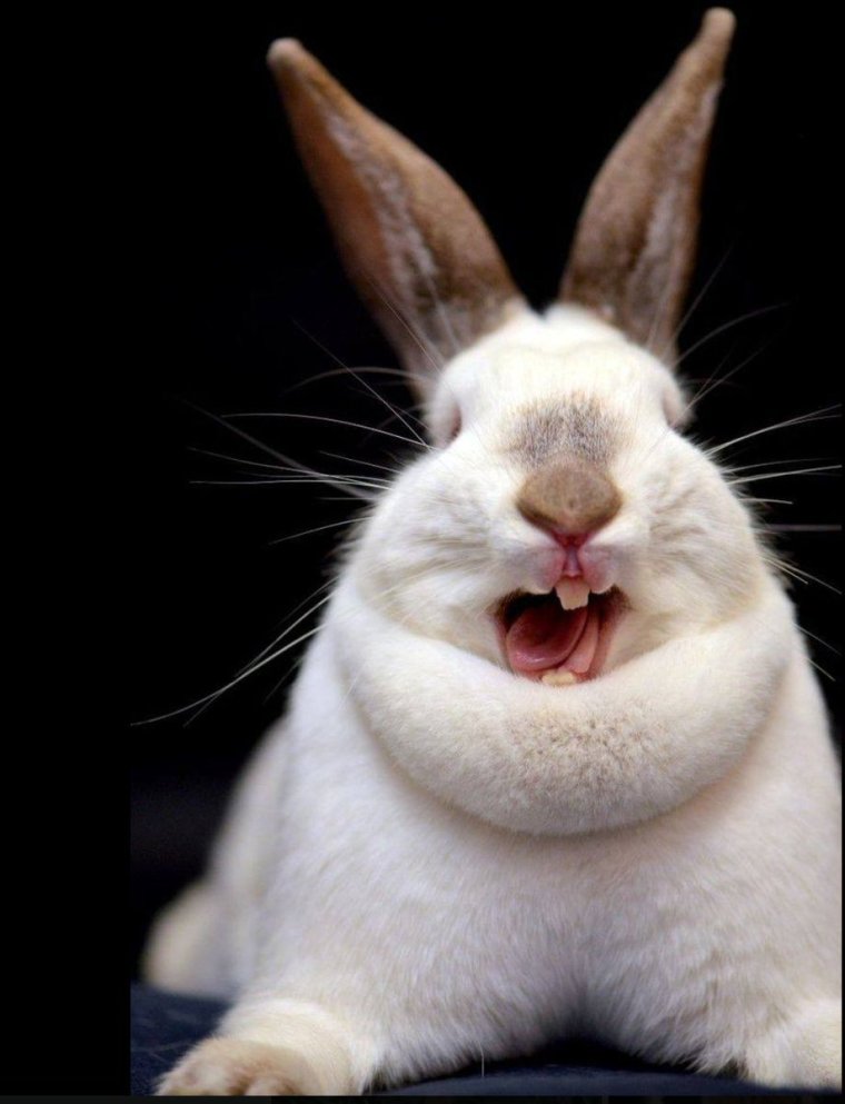 Смешной заяц