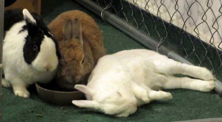 Кричащий кролик Мем