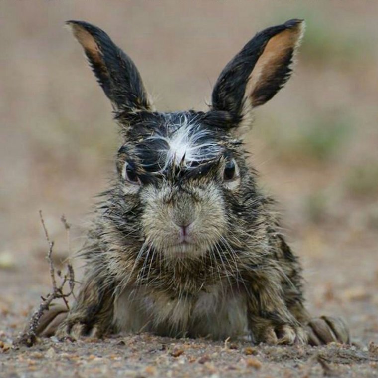 Суровый Зайка