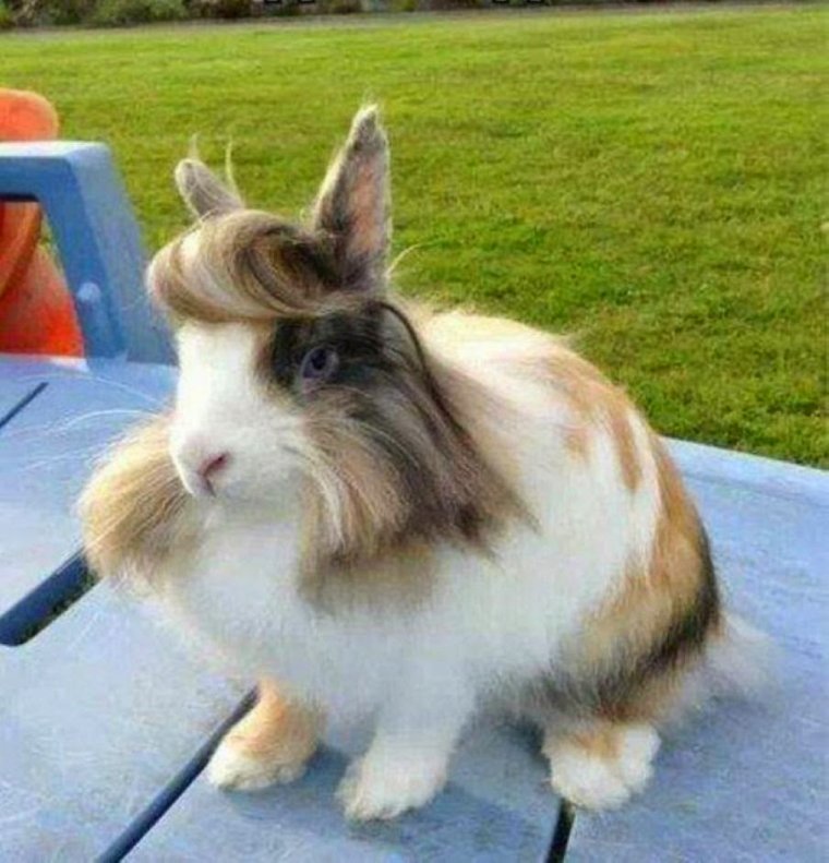 Кролик с челкой