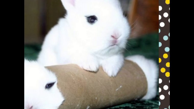 Доминируй властвуй унижай мемы