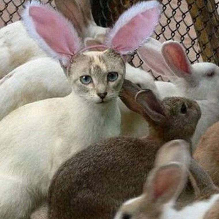 Демотиваторы с кроликами