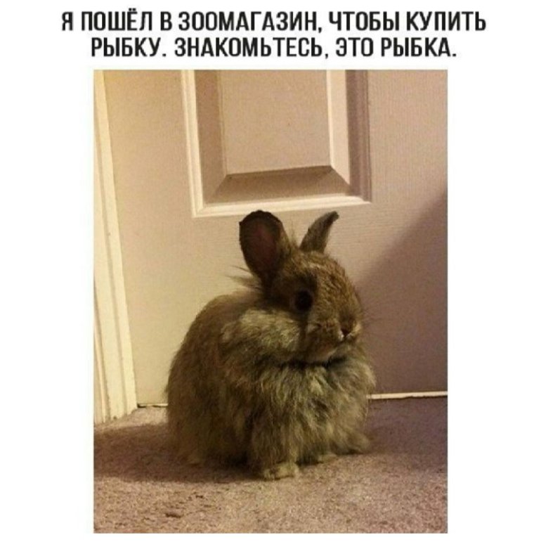 Анекдот про кролика