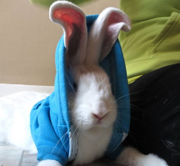 Смешная мордашка кролика
