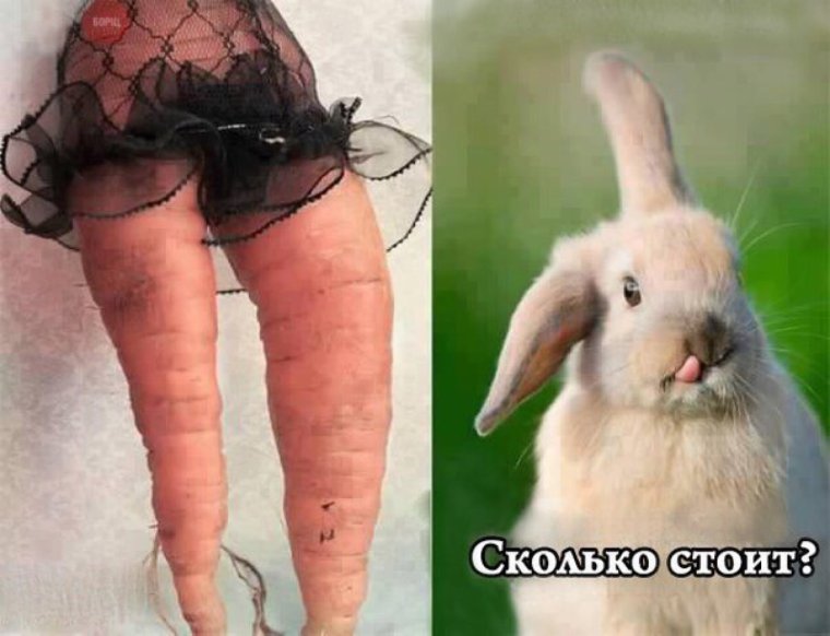 Шутки про кроликов