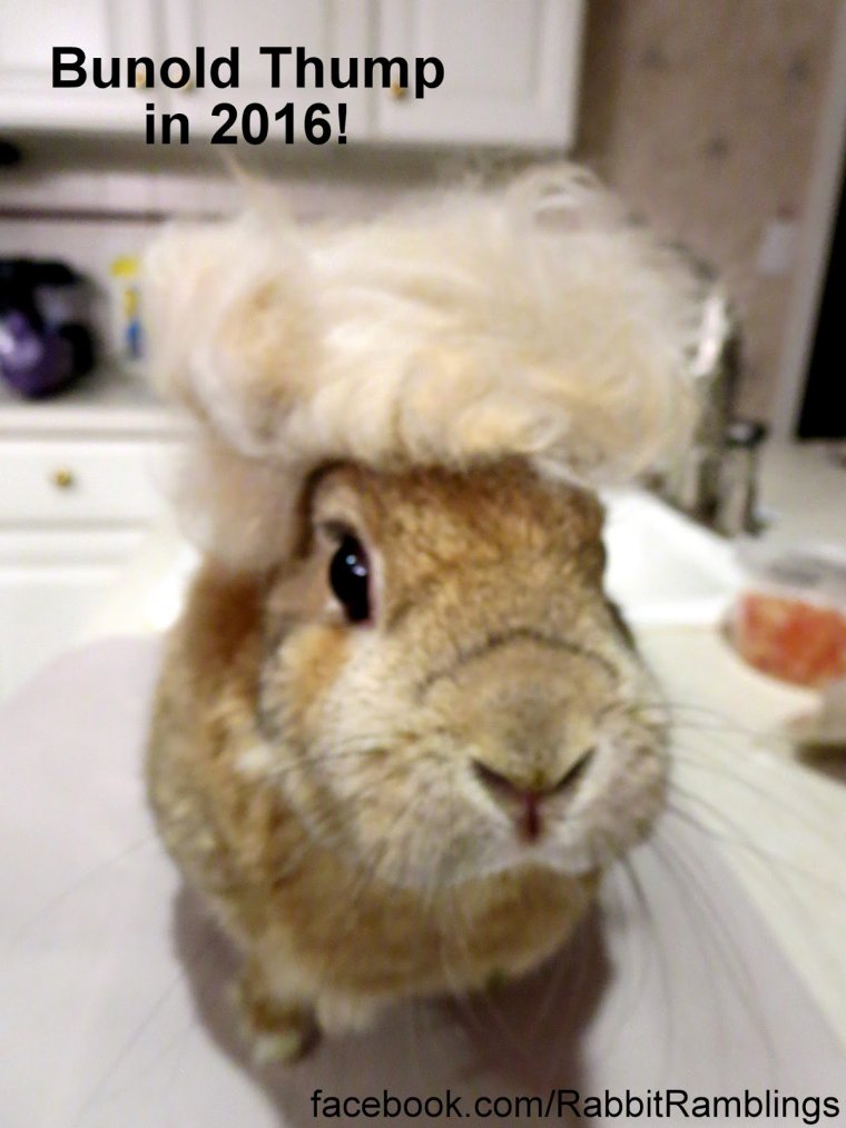 Смешные кролики с надписями