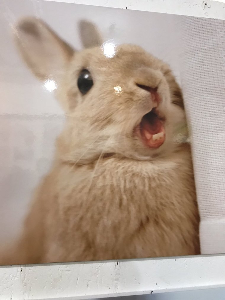 Кролик кричит