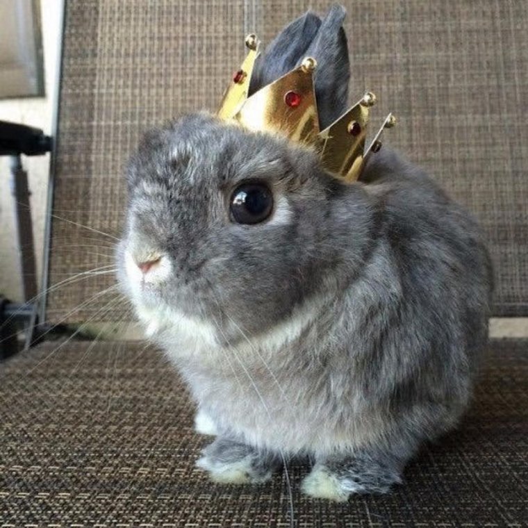 Кролик с короной