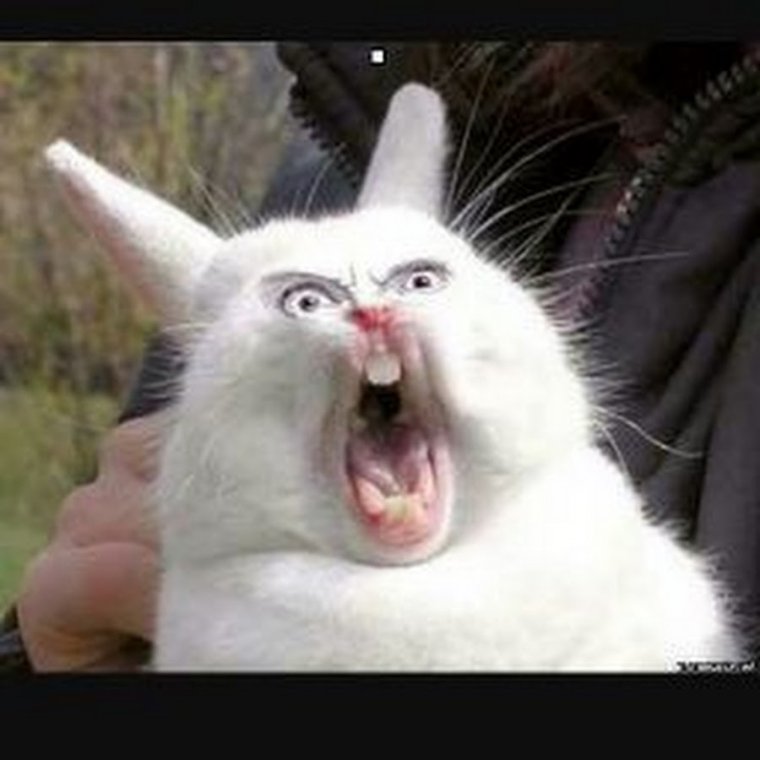 Кролик Мем