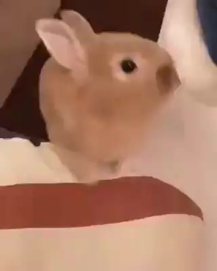 Наше Мем с кроликом