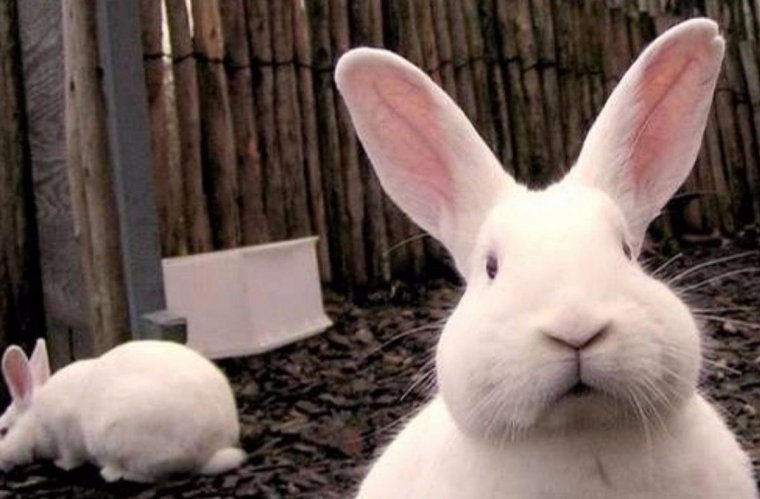 Анекдот про кролика