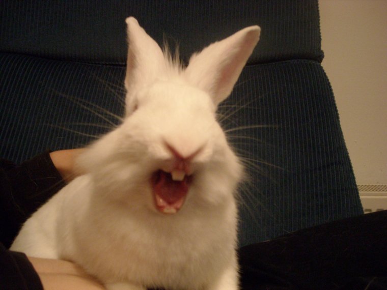 Кричащий заяц