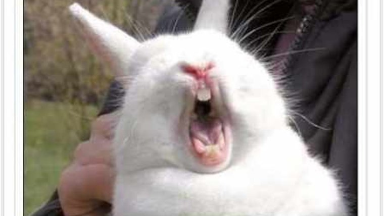 Морда кролика