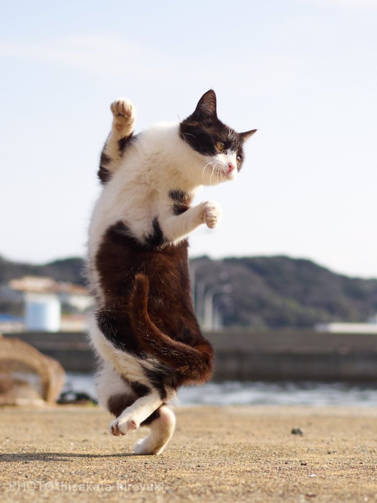 Позитивный кот