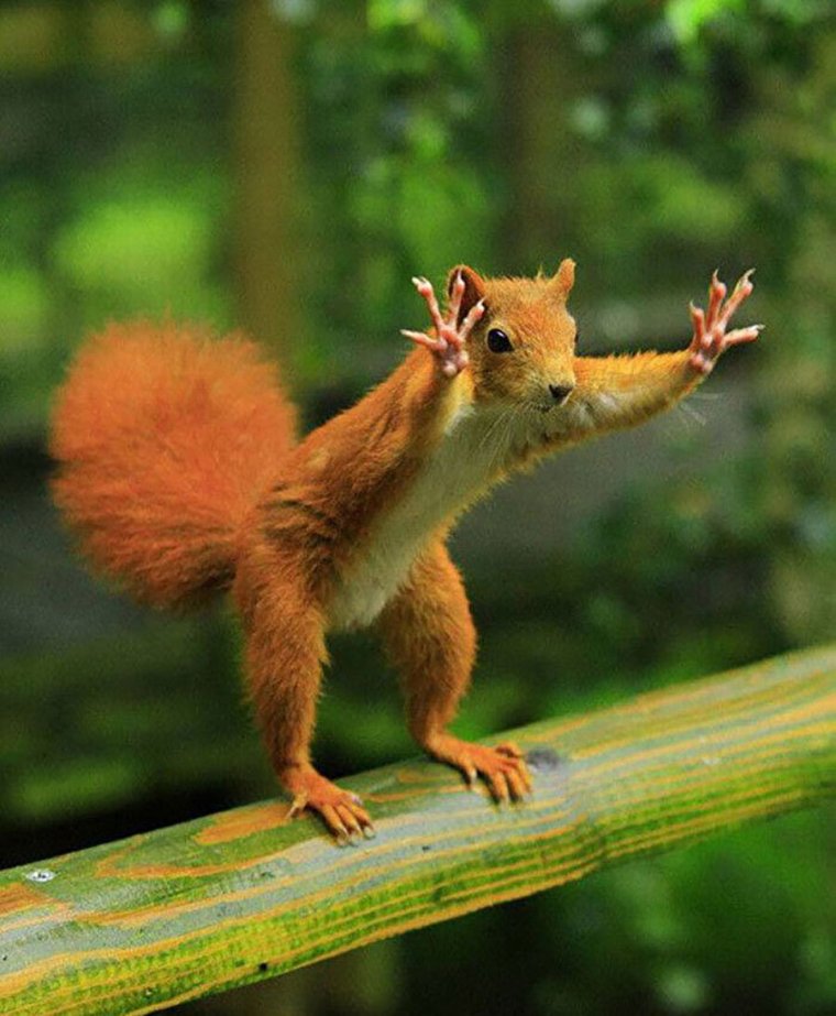 Белка демотиватор